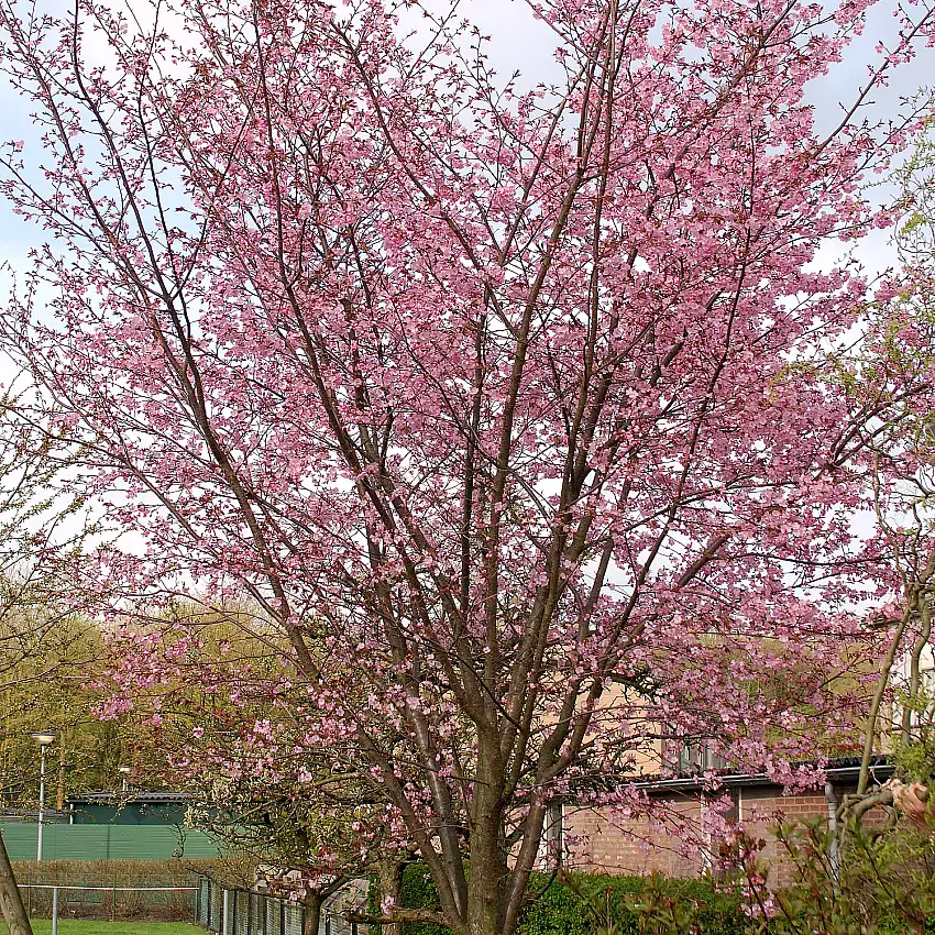 Bergkörsbär Omnia GardenJapanskt Prydnadsträd 300-400 cm, Rosa/Mörkröd Blomning, Alleträd, Högstamsträd