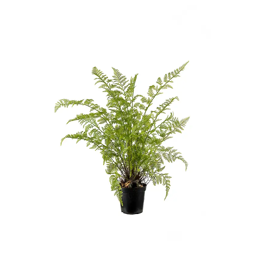 Konstväxt Mr PlantOrmbunke 80-90H: 80 cm