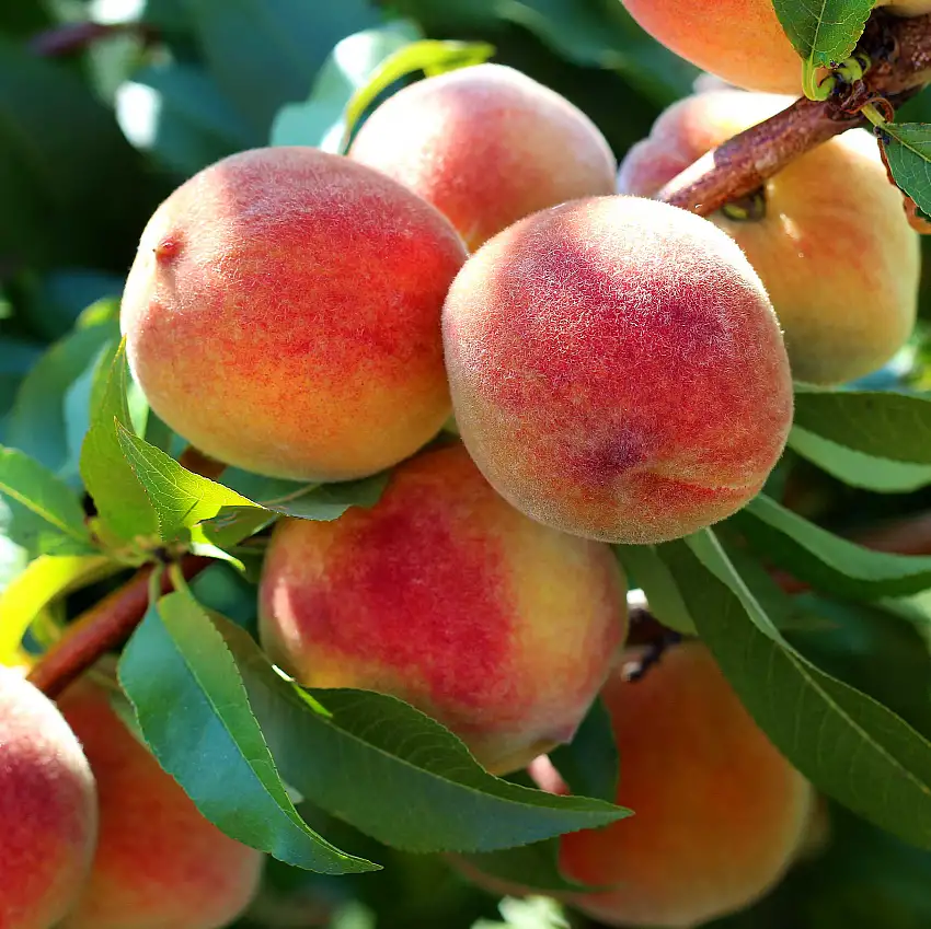Träd Omnia GardenPersikot Redhaven - Fruktträd