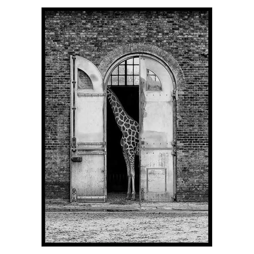 Poster GallerixHiding Giraffe 3110