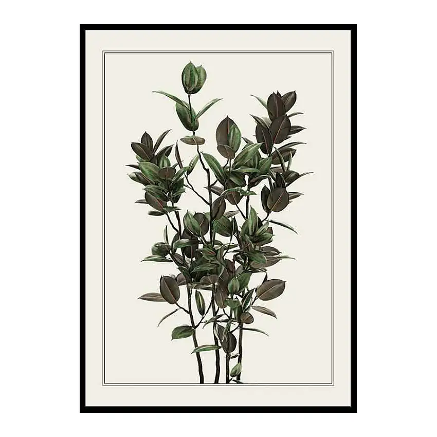 Poster GallerixFicus RobustaStorlek: 70x100 cm