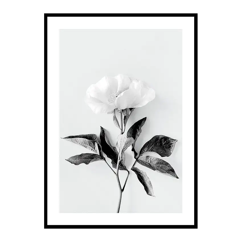 Poster GallerixPeony BWStorlek: 50x70 cm