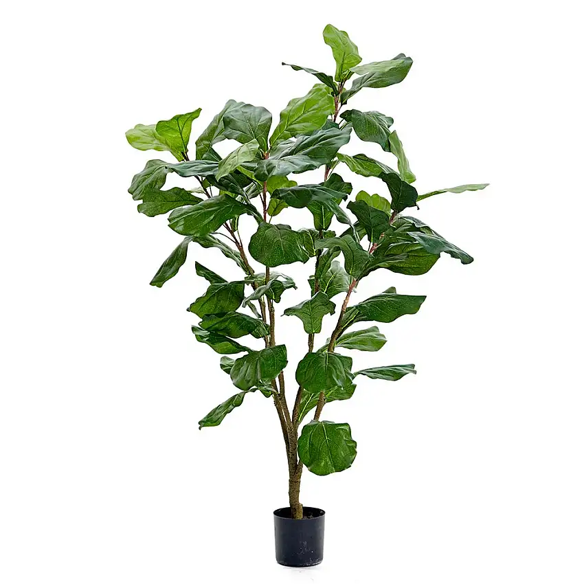 Konstväxt Fröken FräkenFiolfikusH: 120 cm