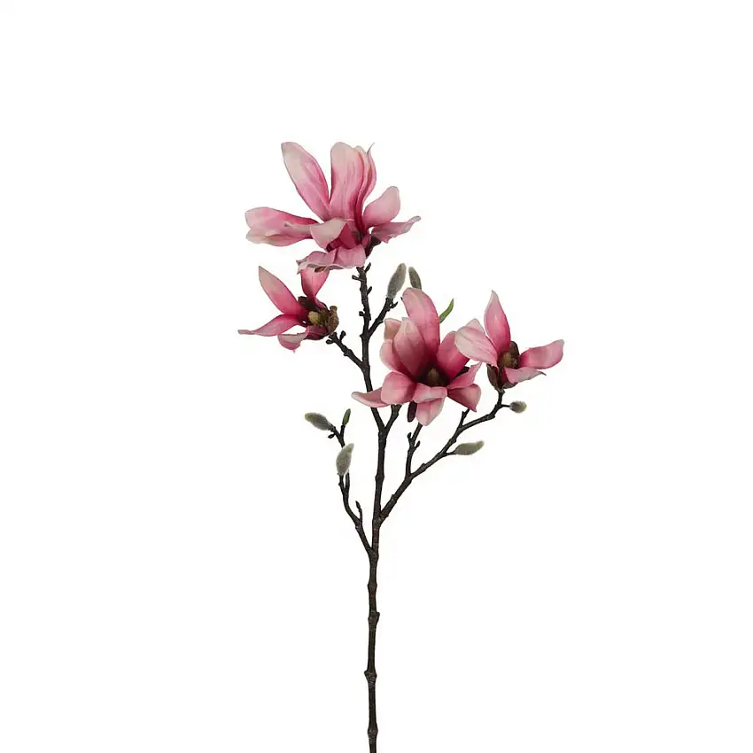 Konstväxt Fröken FräkenMagnolia Rosa
