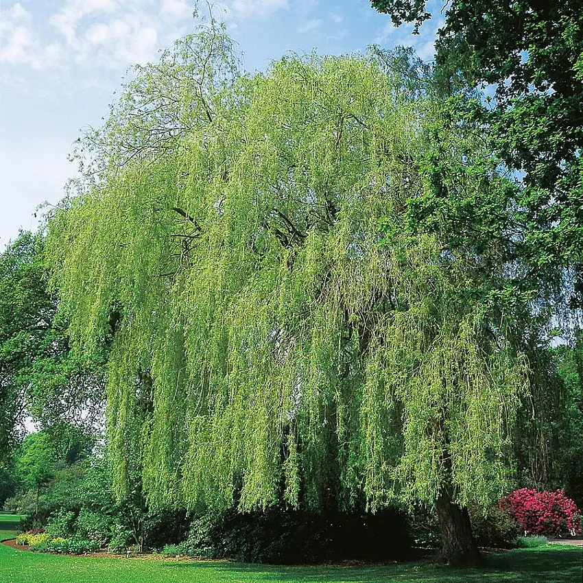 Prydnadsträd Pil Omnia GardenKaskadpil 150-200 cm, Grönt Lövverk, Snabbväxande & Fuktigt Läge