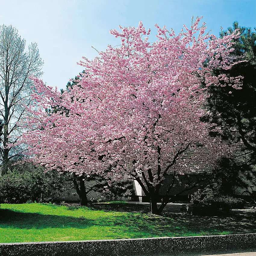 Prydnadskörsbär Omnia GardenAccolade, Rosa Blomning, 100-120 cm